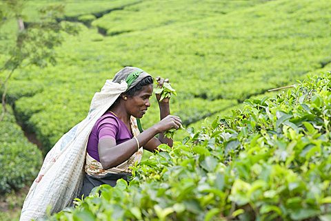 Tamil woman plucking tea leaves, Dickoya, Hill Country, Sri Lanka, Asia