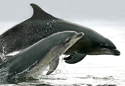 A pair of Bottlenose Dolphins (Tursiops truncatus) breaches from the Moray Firth, Scotland.