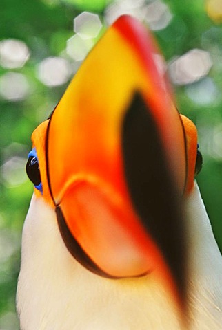 Toco toucan, Ramphastos toco, Pantanal, Brazil