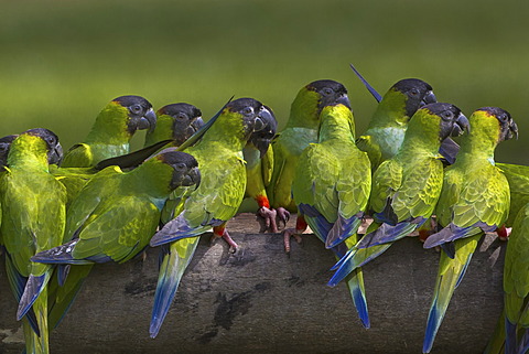 Nanday parakeets, Pantanal, Brazil