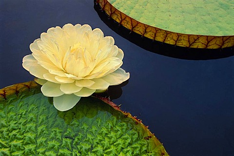Giant water lily, Victoria regia, Pantanal, Brazil