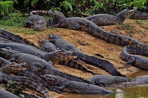 Yacare caiman on riverbank, Caiman yacare, Pantanal, Brazil