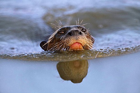 Giant otter swimming in water, Pteronura brasiliensis, Pantanal, Brazil