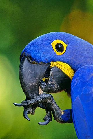 Hyacinth macaw, Anodorhynchus hyacinthinus, Pantanal, Brazil