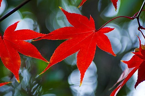 A bright red acer leaf in autumn, United Kingdom, Europe