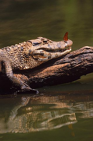 Black caiman {Caiman niger} with butterfly on nose Manu NP, Peru