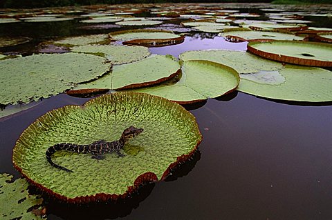 Black caiman {Caiman niger} juvenile on Royal water lily pad (Victoria amazonica) Iwokrama Reserve, Guyana, South America