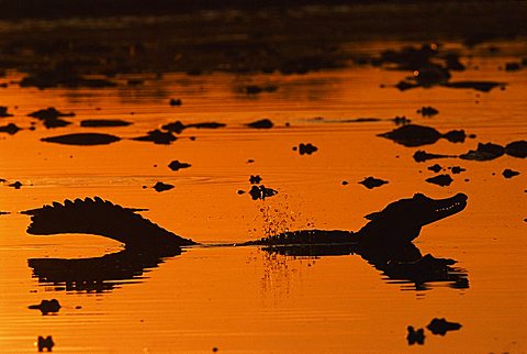 Jacare caiman bellowing {Caiman crocodilus yacare}  subsonic boom causes water to vibrate, Pantanal, Brazil