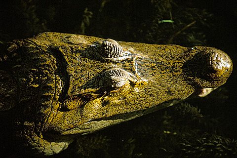 Close-up of the head of a common caiman (Caiman crocodilus), River Chagres, Soberania Forest National Park, Gamboa, Panama, Central America