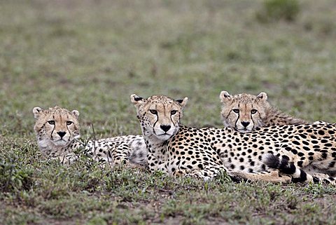 Cheetah (Acinonyx jubatus) mother and two cubs, Serengeti National Park, Tanzania, East Africa, Africa