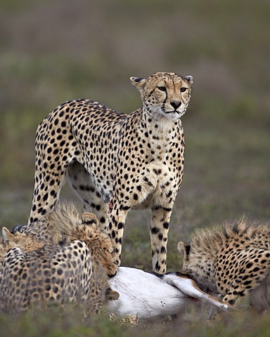 Cheetah (Acinonyx jubatus) mother at a kill with her three cubs, Serengeti National Park, Tanzania, East Africa, Africa