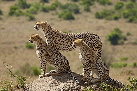 Cheetah (Acinonyx jubatus) mother and two cubs, Masai Mara National Reserve, Kenya, East Africa, Africa