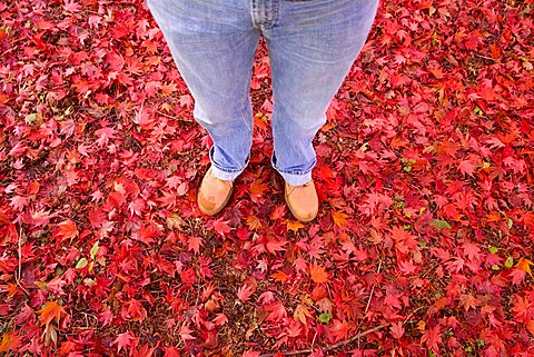 Carpet of red autumn leaves and person's legs