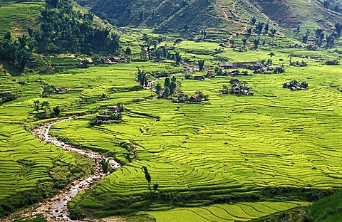 Rice fields in Sapa region, North Vietnam.