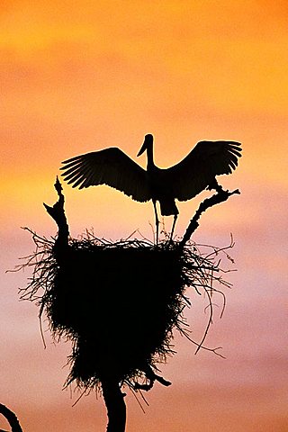 Jabiru (Jabiru mycteria), Pantanal, Brazil