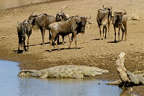 Blue Wildebeests (Connochaetes taurinus) and crocodile, Masai Mara Natural Reserve, Kenya