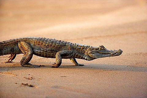 Black caiman (Melanosuchus niger), Tambopata river, Peru.