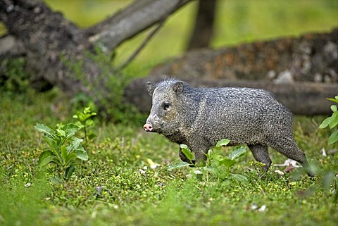Collared Peccary (Tayassu tajacu), adult, walking, Pantanal, Mato Grosso, Brazil, South America