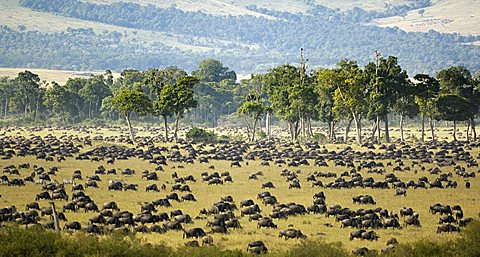 Gnu, Blue Wildebeest (Connochaetes taurinus), gnu migration, herd at the Mara River in the morning, Masai Mara, Kenya