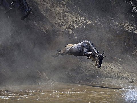 Gnu, Blue Wildebeest (Connochaetes taurinus), gnu migration, gnu jumping into the Mara River, Masai Mara, Kenya