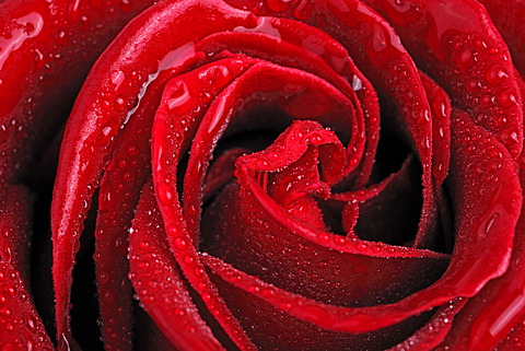 Red Rose (Rosa), covered with dewdrops