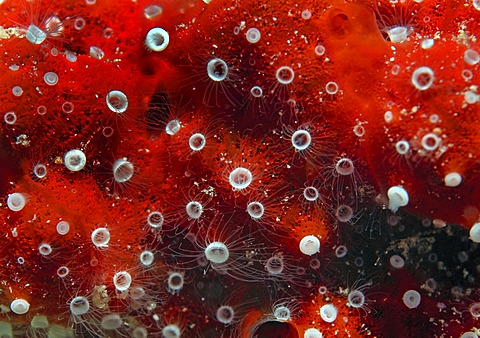 Coral, close-up, Red Sea, Egypt, Africa