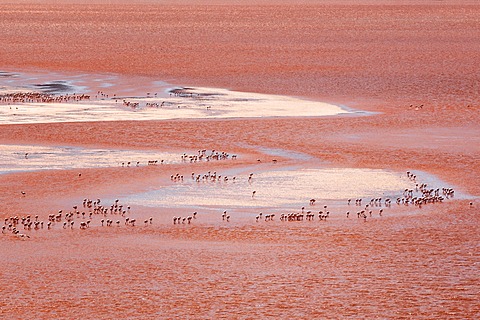 Laguna Colorada (Red Lake) with flamingos in shallow water, Reserva de Fauna Andina Eduardo Avarda, Bolivia, South America