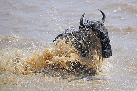 wildebeest or brindled gnu wildebeest herd on migration gnu crossing Mara River Masai Mara National Park Kenya Africa Animals Nature