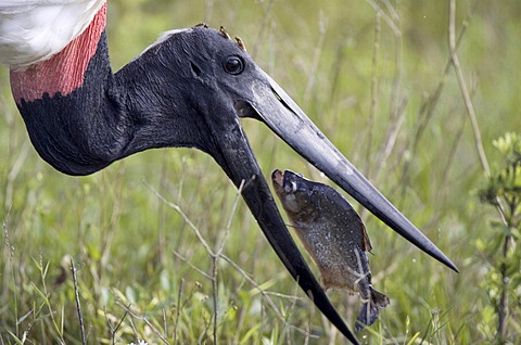 jabiru eating fish prey head with open beak and piranha storks stork Pantanal Brazil South America