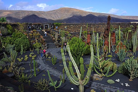 Cactus garden 'Jardin de Cactus', Fundacion Cesar Manrique, Tahiche, Fuerteventura, Canary Islands, Spain