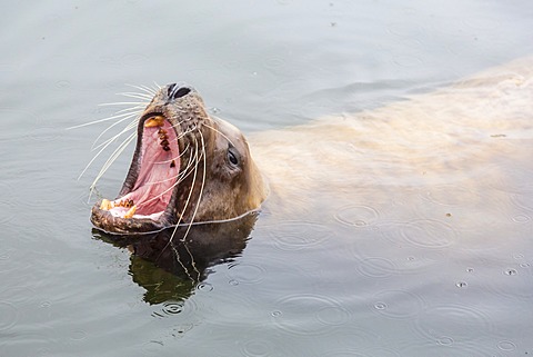 Adult Northern (Steller) sea lion (Eumetopias jubatus) bull looking for fish scraps from fishermen in Petersburg, Southeastern Alaska, United States of America, North America