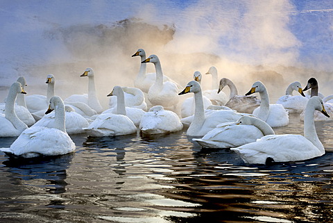 Whooper swans, Hokkaido, Japan
