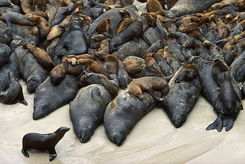 Northern elephant seals, Mirounga angustirostris, and California sea lions, Zalophus californianus, Farallon Islands National Wildlife Refuge, California