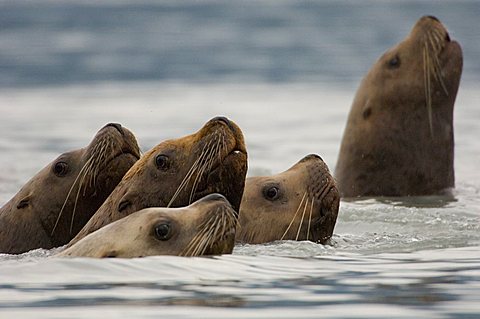 Stellers sea lion Eumetopias jubatus, Prince William Sound, Alaska