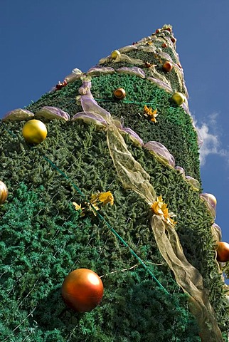 Christmas tree, El Seibo, Dominican Republic, Caribbean