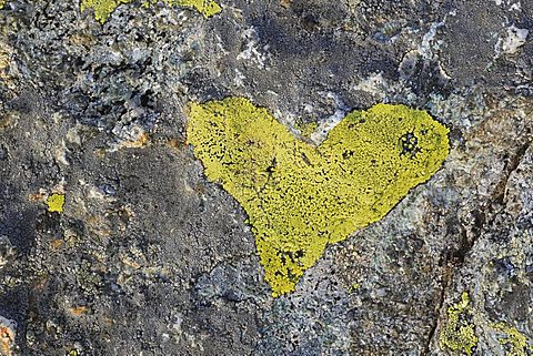 Lichen, heart shape, heart, yellow lichen, swiss alps