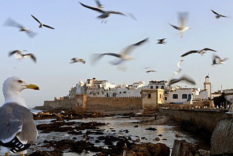 Seagull flying over the Medina of Essaouira, Morocco