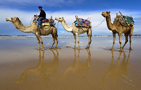 Dromedary