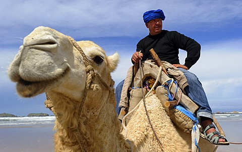 Dromedary