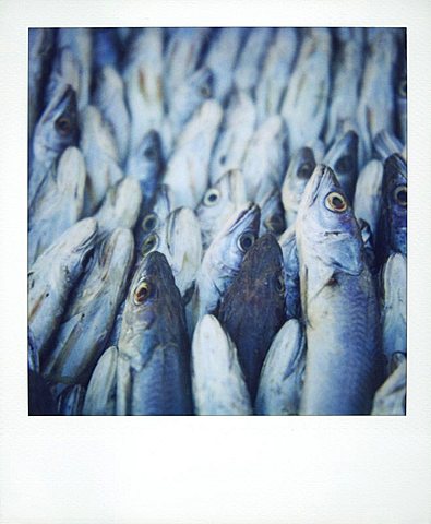 Polaroid image of fish on sale in fish market, Essaouira, Morocco, North Africa, Africa