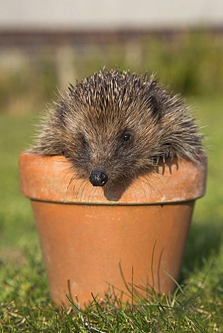 Hedgehog (Erinaceus europaeus), in plant pot, captive, United Kingdom, Europe