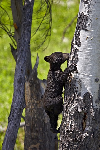 Black Bear (Ursus americanus) cub of the year climbing a tree, Yellowstone National Park, Wyoming, United States of America, North America