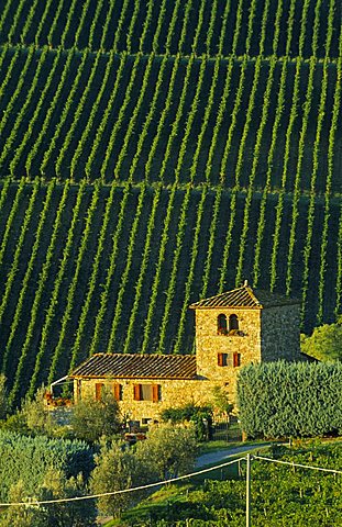 ITALY Tuscany Chianti Farmhouse and vineyards near Panzano.
