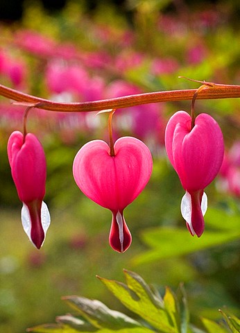 Heart shaped flowers, close up