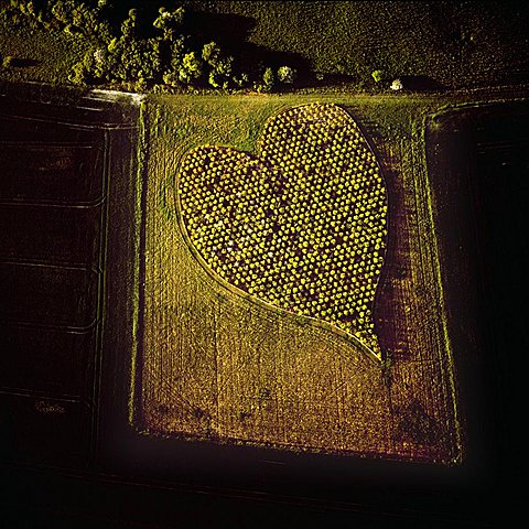 Aerial image of heart shape orchard, near Huish Hill earthwork, Oare, Wiltshire, England, United Kingdom, Europe