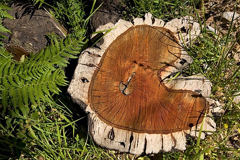 Growth rings of an oak, oak forest in the Madonie, Palermo province, Sicily, Italy, Europe