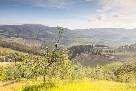 Olive groves and vineyards near to Radda in Chianti. This area of Tuscany produces one of Italy's most famous wines.
