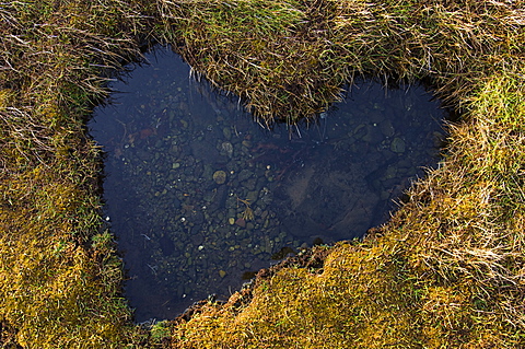 Heart-shaped pool in saltmarsh, Scotland