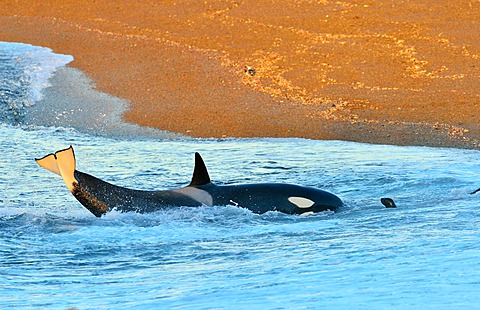 Orca (killer whale) (Orcinus orca), South American sea lion (Otaria flavescens), Peninsula Valdes, Patagonia, Argentina, South America