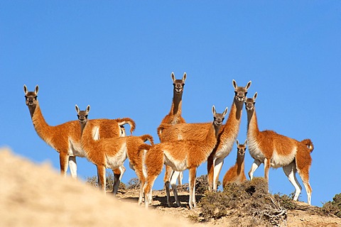 Guanaco (Lama guanicoide) pod over dunes, Peninsula Valdes, Patagonia, Argentina, South America